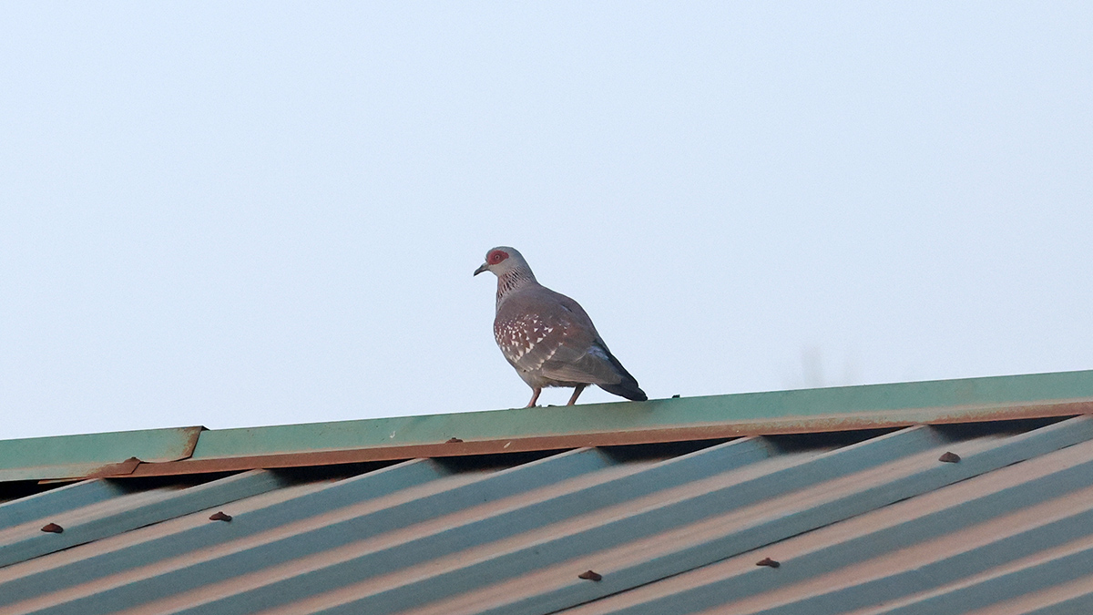 Speckled Pigeon